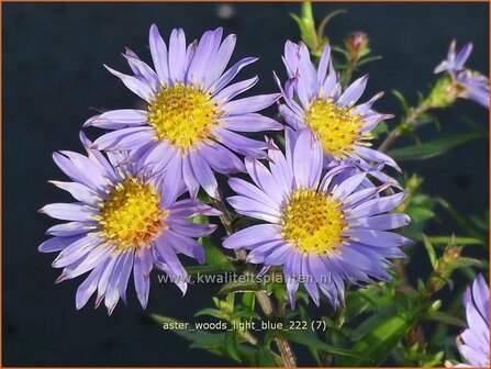 Aster &#039;Wood&#039;s Light Blue&#039; | Aster | Aster | Aster