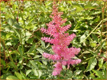 Astilbe &#039;Cattleya&#039; | Pluimspirea, Spirea | Prachtspiere | Astilbe