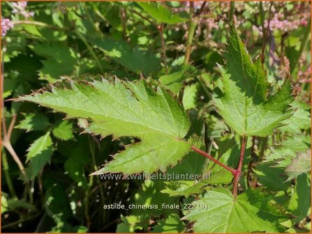 Astilbe chinensis &#039;Finale&#039; | Pluimspirea, Spirea | Chinesische Prachtspiere | Chinese Astilbe