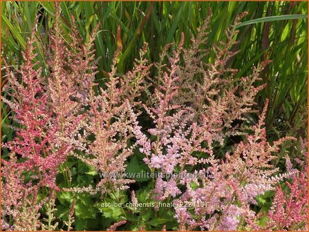 Astilbe chinensis &#039;Finale&#039; | Pluimspirea, Spirea | Chinesische Prachtspiere | Chinese Astilbe