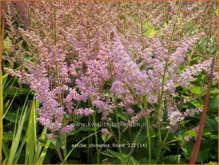 Astilbe chinensis &#039;Finale&#039; | Pluimspirea, Spirea | Chinesische Prachtspiere | Chinese Astilbe