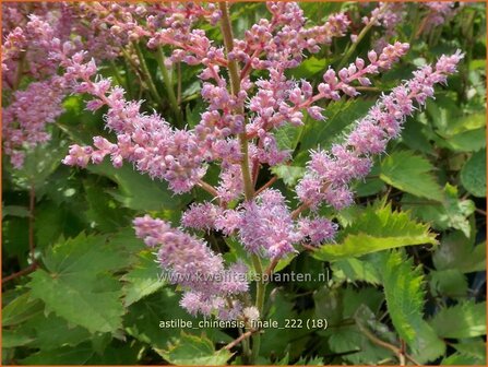 Astilbe chinensis &#039;Finale&#039; | Pluimspirea, Spirea | Chinesische Prachtspiere | Chinese Astilbe