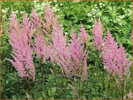 Astilbe &#039;Erika&#039; | Pluimspirea, Spirea | Prachtspiere | Astilbe