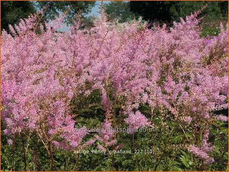 Astilbe 'Henny Graafland' | Pluimspirea, Spirea | Prachtspiere | Astilbe