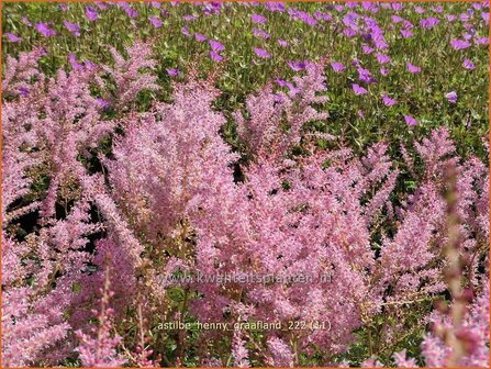 Astilbe 'Henny Graafland' | Pluimspirea, Spirea | Prachtspiere | Astilbe