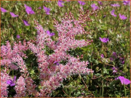 Astilbe 'Henny Graafland' | Pluimspirea, Spirea | Prachtspiere | Astilbe