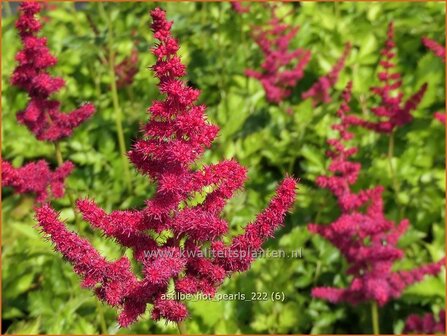 Astilbe &#039;Hot Pearls&#039; | Pluimspirea, Spirea | Prachtspiere | Astilbe