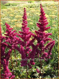 Astilbe &#039;Vision Vulcano&#039; | Pluimspirea, Spirea | Prachtspiere | Astilbe