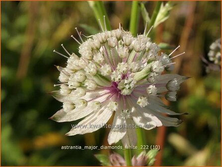 Astrantia major &#039;Diamonds White&#039; | Zeeuws knoopje, Groot sterrenscherm | Gro&szlig;e Sterndolde | Greater Master