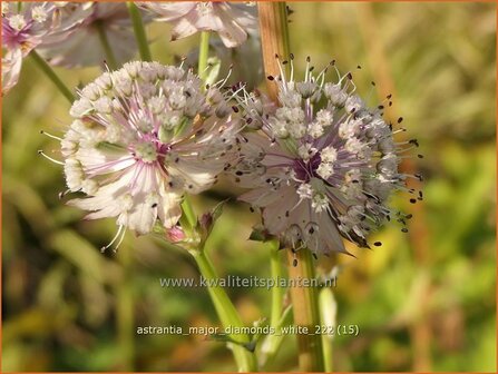 Astrantia major &#039;Diamonds White&#039; | Zeeuws knoopje, Groot sterrenscherm | Gro&szlig;e Sterndolde | Greater Masterwort