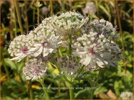 Astrantia major &#039;Diamonds White&#039; | Zeeuws knoopje, Groot sterrenscherm | Gro&szlig;e Sterndolde | Greater Masterwort