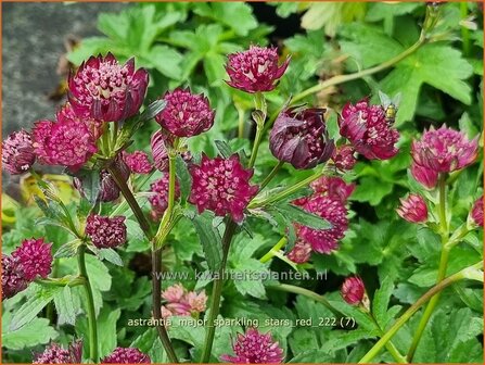 Astrantia major &#039;Sparkling Stars Red&#039; | Zeeuws knoopje, Groot sterrenscherm | Gro&szlig;e Sterndolde | Greater M