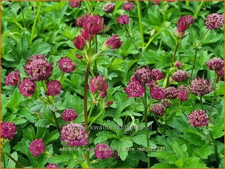 Astrantia major &#039;Sparkling Stars Red&#039; | Zeeuws knoopje, Groot sterrenscherm | Gro&szlig;e Sterndolde | Greater Masterwort