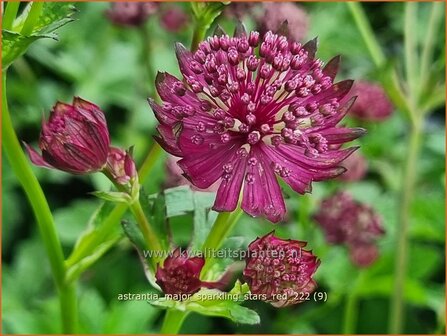 Astrantia major &#039;Sparkling Stars Red&#039; | Zeeuws knoopje, Groot sterrenscherm | Gro&szlig;e Sterndolde | Greater Masterwort