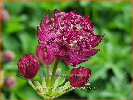 Astrantia major &#039;Sparkling Stars Red&#039; | Zeeuws knoopje, Groot sterrenscherm | Gro&szlig;e Sterndolde | Greater M
