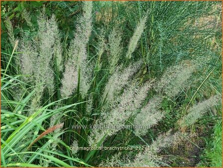 Calamagrostis brachytricha | Diamantgras, Struisriet | Diamant-Reitgras | Diamond Grass