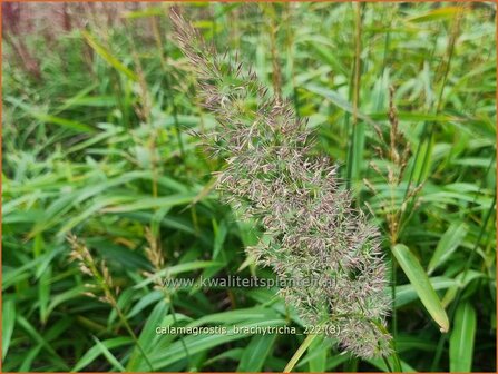 Calamagrostis brachytricha | Diamantgras, Struisriet | Diamant-Reitgras | Diamond Grass