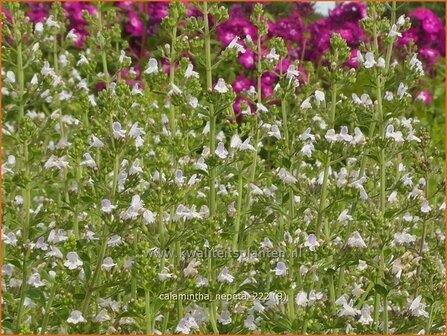 Calamintha nepeta | Bergsteentijm, Steentijm | Kleinbl&uuml;tige Bergminze | Lesser Calamint