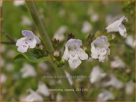 Calamintha nepeta | Bergsteentijm, Steentijm | Kleinbl&uuml;tige Bergminze | Lesser Calamint