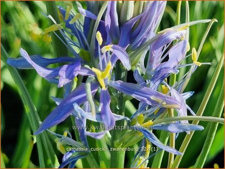 Camassia cusickii &#039;Zwanenburg&#039; | Prairielelie, Indianenlelie | Cusicks Pr&auml;rielilie | Cusick&#039;s Quama