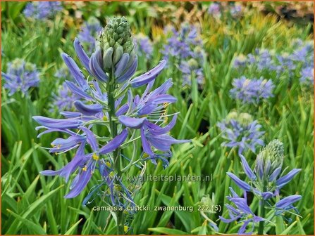 Camassia cusickii &#039;Zwanenburg&#039; | Prairielelie, Indianenlelie | Cusicks Pr&auml;rielilie | Cusick&#039;s Quamash