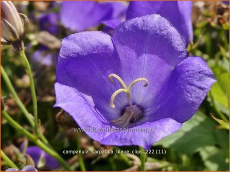 Campanula carpatica &#039;Blaue Clips&#039; | Karpatenklokje, Klokjesbloem | Karpaten-Glockenblume | Carpathian Bellflower