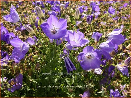 Campanula carpatica &#039;Blaue Clips&#039; | Karpatenklokje, Klokjesbloem | Karpaten-Glockenblume | Carpathian Bellflower