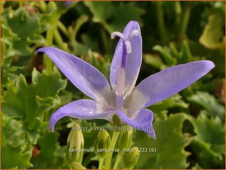 Campanula garganica &#039;Major&#039; | Garganoklokje, Klokjesbloem | Polster-Glockenblume | Adriatic Bellflower