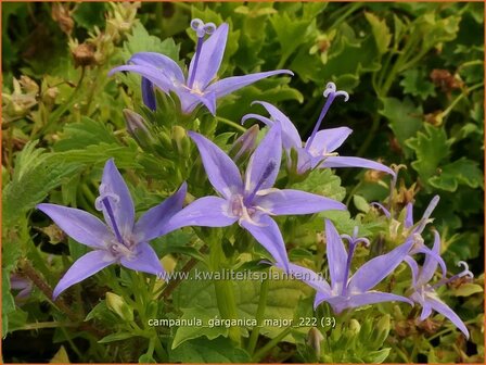 Campanula garganica &#039;Major&#039; | Garganoklokje, Klokjesbloem | Polster-Glockenblume | Adriatic Bellflower