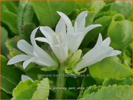 Campanula glomerata &#039;Genti White&#039; | Kluwenklokje, Kopcampanula, Klokjesbloem | Kn&auml;uel-Glockenblume | Clustered Bellf