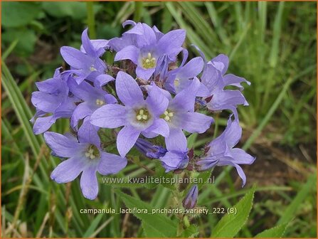 Campanula lactiflora &#039;Prichard&#039;s Variety&#039; | Klokjesbloem | Dolden-Glockenblume | Milky Bellflower