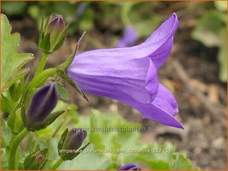 Campanula portenschlagiana &#039;Catharina&#039; | Dalmatieklokje, Zodenvormend klokje, Klokjesbloem | Polster-Glockenblume | D