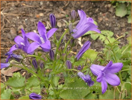 Campanula portenschlagiana &#039;Catharina&#039; | Dalmatieklokje, Zodenvormend klokje, Klokjesbloem | Polster-Glockenblume | D