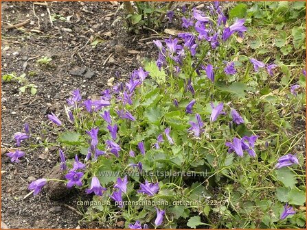 Campanula portenschlagiana &#039;Catharina&#039; | Dalmatieklokje, Zodenvormend klokje, Klokjesbloem | Polster-Glockenblume | D
