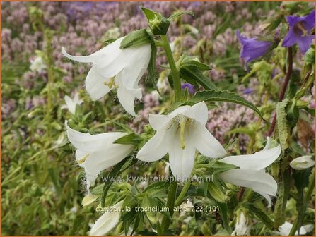 Campanula trachelium &#039;Alba&#039; | Ruig klokje, Klokjesbloem | Nesselbl&auml;ttrige Glockenblume | Nettle-leaved Bellflower