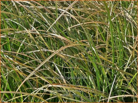 Carex dipsacea &#039;Weekend&#039; | Zegge | Segge | Autumn Sedge