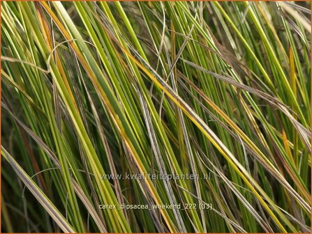 Carex dipsacea &#039;Weekend&#039; | Zegge | Segge | Autumn Sedge