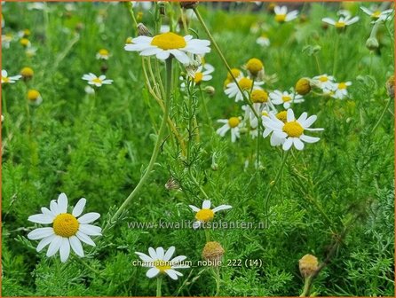 Chamaemelum nobile | Roomse kamille | R&ouml;mische Kamille | Chamomile