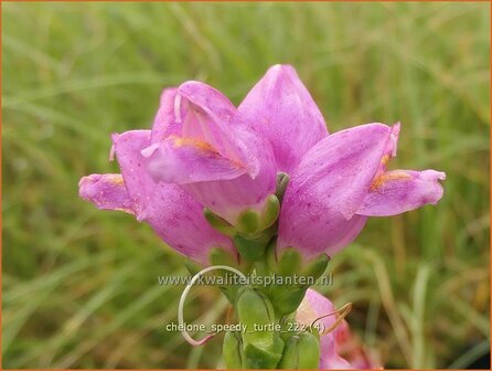 Chelone &#039;Speedy Turtle&#039; | Schildpadbloem, Slangenkop | Schiefer Schlangenkopf | Red Turtlehead