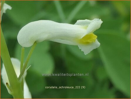 Corydalis ochroleuca | Geelwitte helmbloem, Helmbloem | Blassgelber Lerchensporn | Pale Corydalis