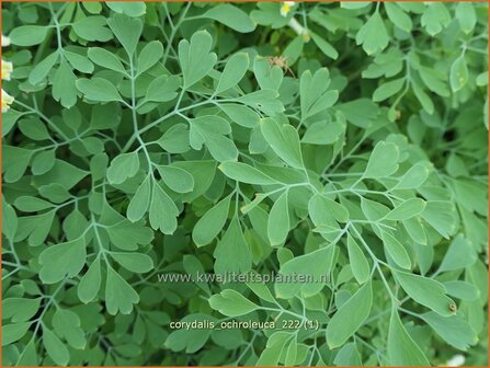 Corydalis ochroleuca | Geelwitte helmbloem, Helmbloem | Blassgelber Lerchensporn | Pale Corydalis