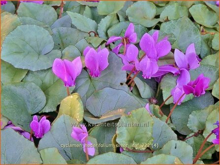 Cyclamen hederifolium 'Silver Leaf' | Herfstcyclaam, Napolitaanse cyclaam, Cyclaam, Tuincyclaam | Herbst-Alpenveilche