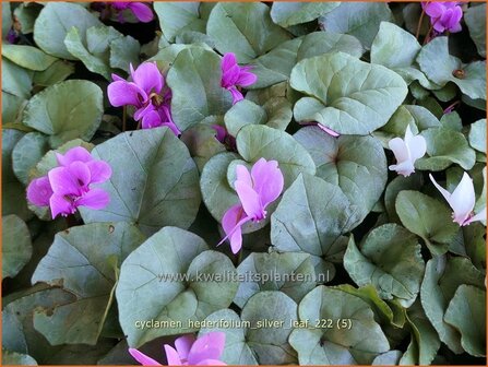 Cyclamen hederifolium 'Silver Leaf' | Herfstcyclaam, Napolitaanse cyclaam, Cyclaam, Tuincyclaam | Herbst-Alpenveilche