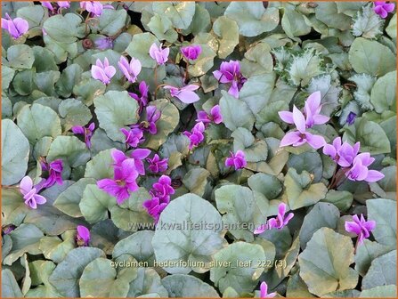 Cyclamen hederifolium 'Silver Leaf' | Herfstcyclaam, Napolitaanse cyclaam, Cyclaam, Tuincyclaam | Herbst-Alpenveilche
