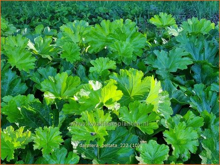 Darmera peltata | Schildblad, Voetblad | Schildblatt | Indian Rhubarb