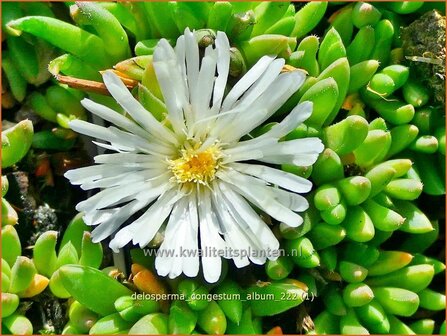 Delosperma congestum &#039;Album&#039; | IJsbloempje, IJsplant | Gedr&auml;ngte Mittagsblume | Congested Ice Plant