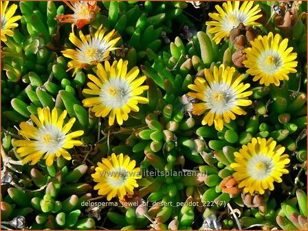 Delosperma &#039;Jewel of Desert Peridot&#039; | IJsbloempje, IJsplant | Mittagsblume | Ice Plant