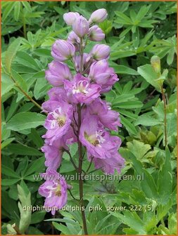 Delphinium &#039;Delphi&#039;s Pink Power&#039; | Ridderspoor | Rittersporn | Larkspur