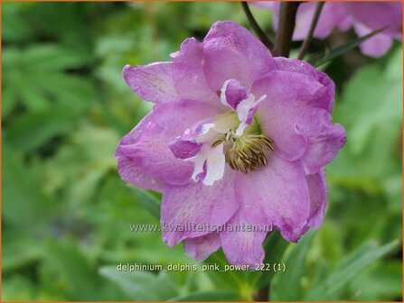 Delphinium &#039;Delphi&#039;s Pink Power&#039; | Ridderspoor | Rittersporn | Larkspur