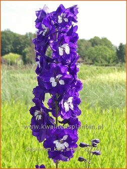 Delphinium &#039;King Arthur&#039; | Ridderspoor | Rittersporn | Larkspur